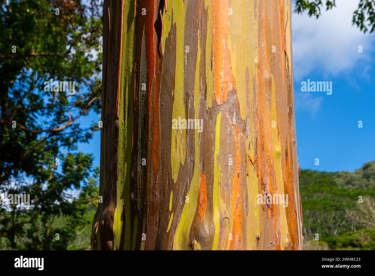 Arbre d'eucalyptus arc-en-ciel à Keahua Arboretum près de Kapa'a, Kauai, Hawaii. Banque D'Images