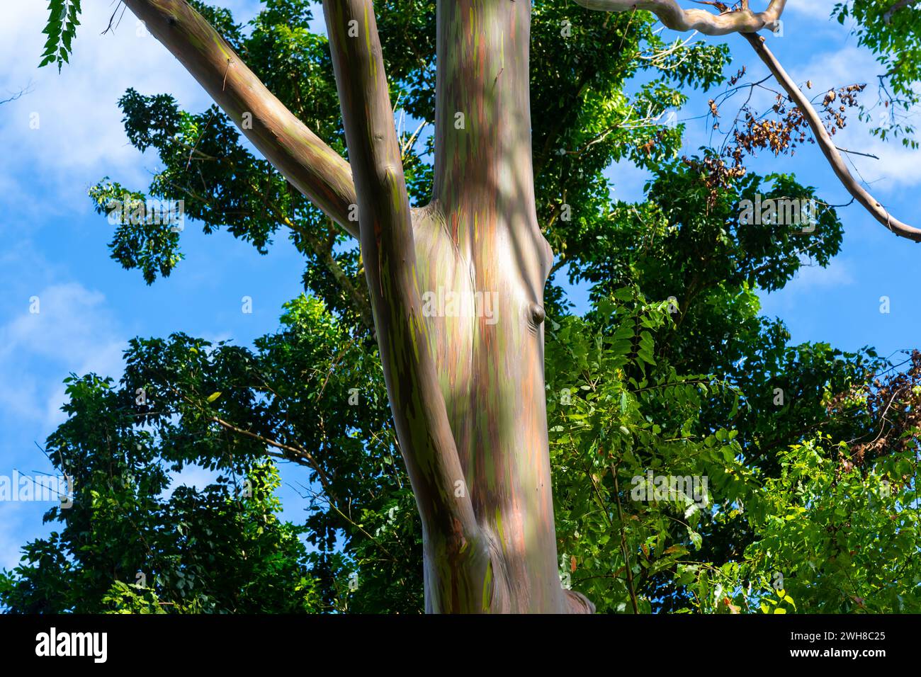 Arbre d'eucalyptus arc-en-ciel à Keahua Arboretum près de Kapa'a, Kauai, Hawaii. Banque D'Images