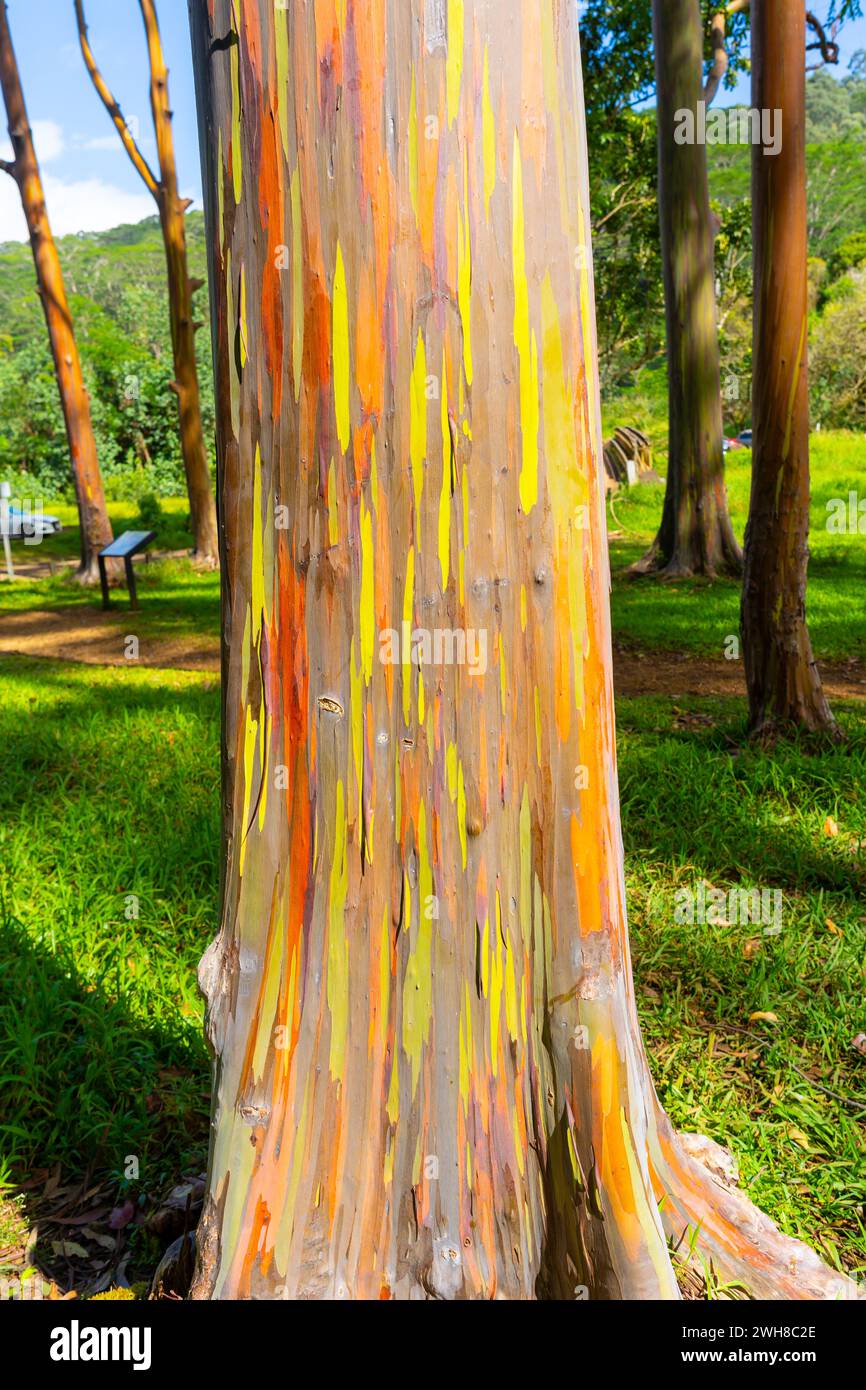 Arbre d'eucalyptus arc-en-ciel à Keahua Arboretum près de Kapa'a, Kauai, Hawaii. Banque D'Images