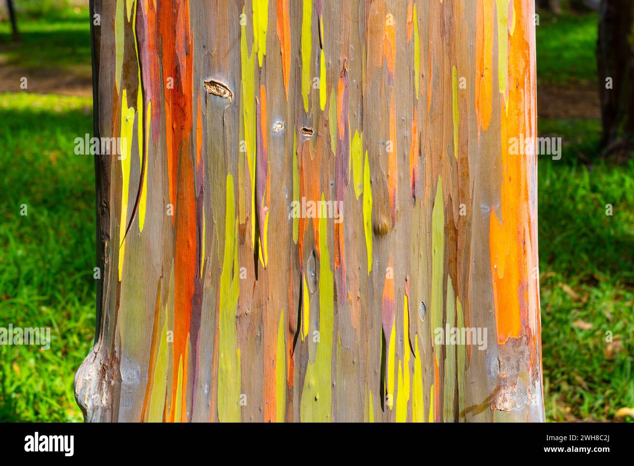 Arbre d'eucalyptus arc-en-ciel à Keahua Arboretum près de Kapa'a, Kauai, Hawaii. Banque D'Images