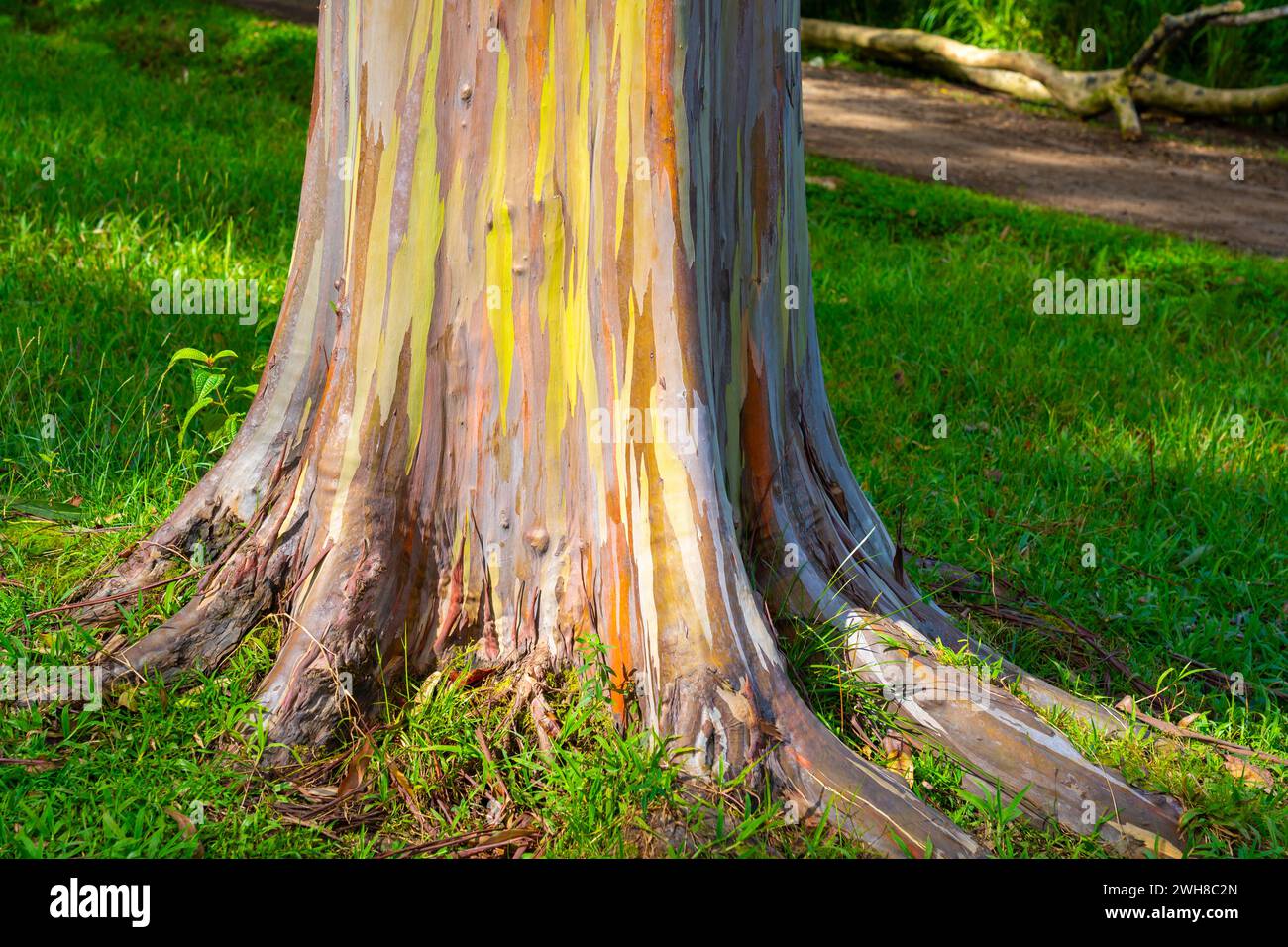 Arbre d'eucalyptus arc-en-ciel à Keahua Arboretum près de Kapa'a, Kauai, Hawaii. Banque D'Images