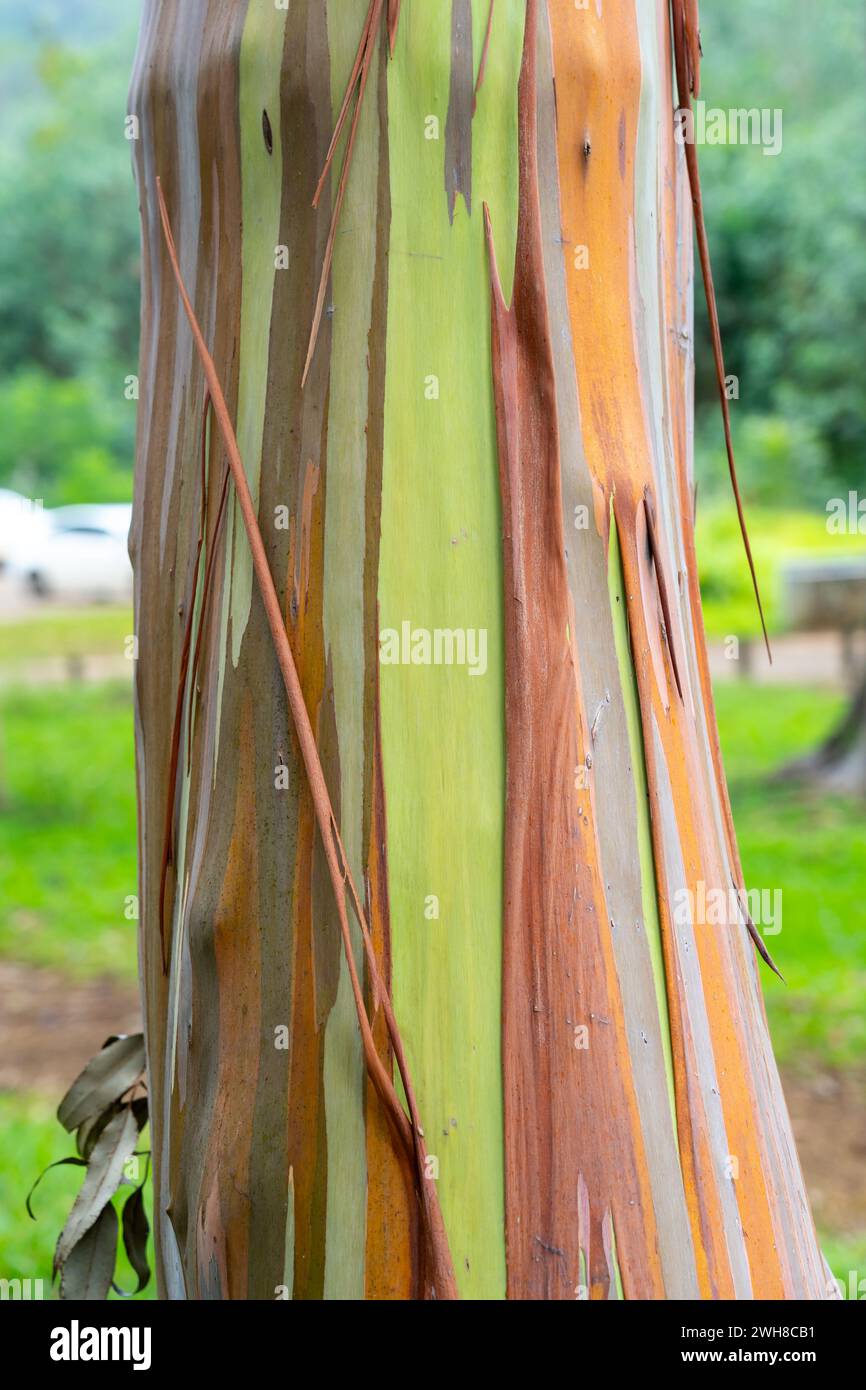 Arbre d'eucalyptus arc-en-ciel à Keahua Arboretum près de Kapa'a, Kauai, Hawaii. Banque D'Images