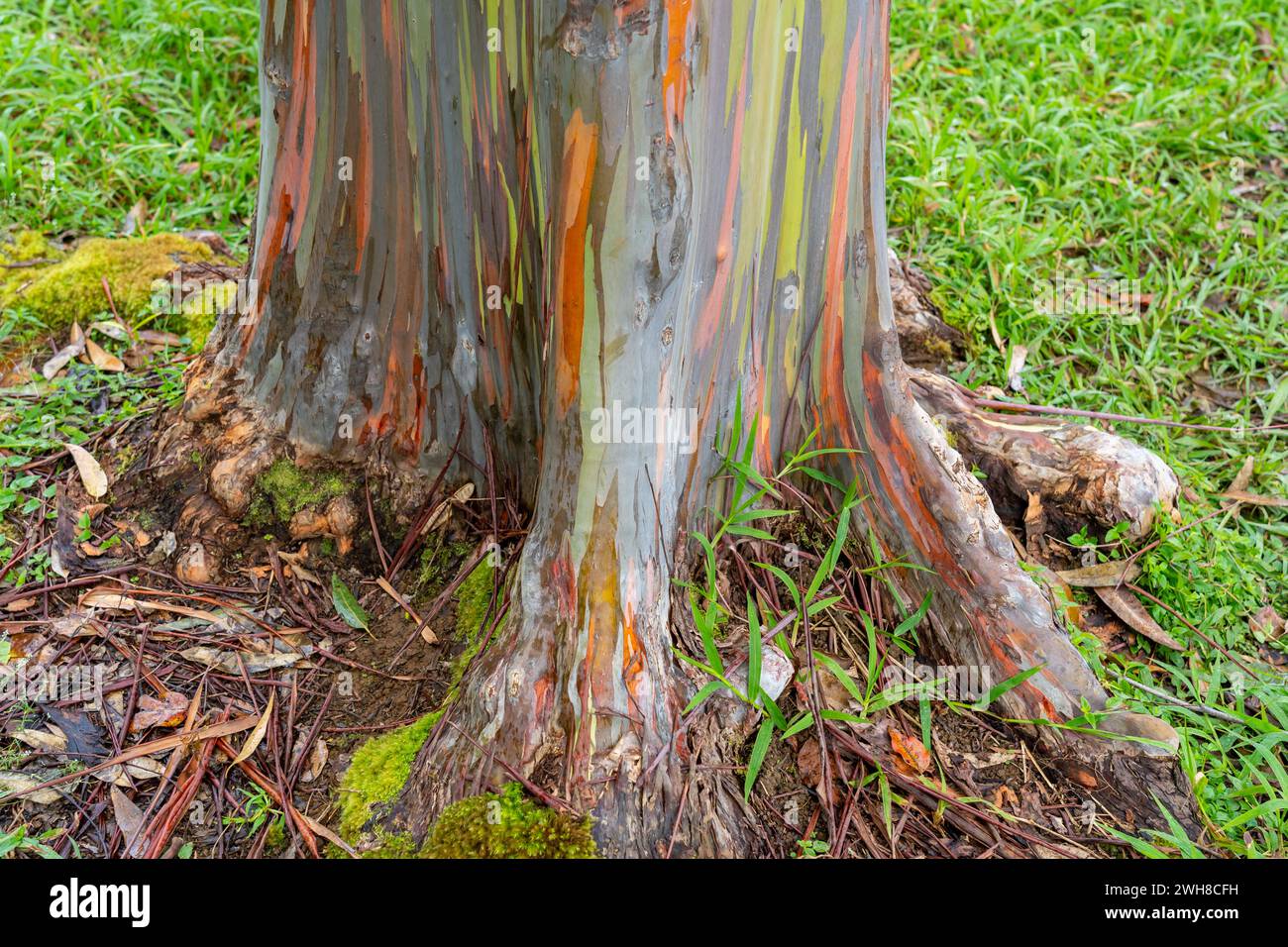 Arbre d'eucalyptus arc-en-ciel à Keahua Arboretum près de Kapa'a, Kauai, Hawaii. Rainbow Eucalyptus est un arbre de l'espèce Eucalyptus deglupta avec frappant Banque D'Images