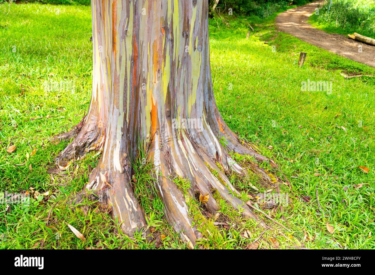 Arbre d'eucalyptus arc-en-ciel à Keahua Arboretum près de Kapa'a, Kauai, Hawaii. Rainbow Eucalyptus est un arbre de l'espèce Eucalyptus deglupta avec frappant Banque D'Images