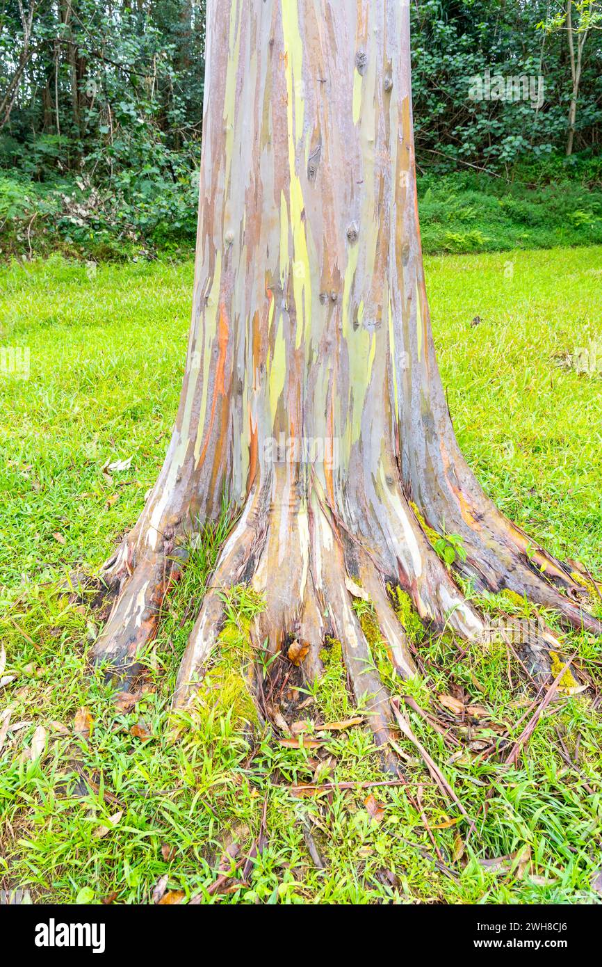 Arbre d'eucalyptus arc-en-ciel à Keahua Arboretum près de Kapa'a, Kauai, Hawaii. Rainbow Eucalyptus est un arbre de l'espèce Eucalyptus deglupta avec frappant Banque D'Images