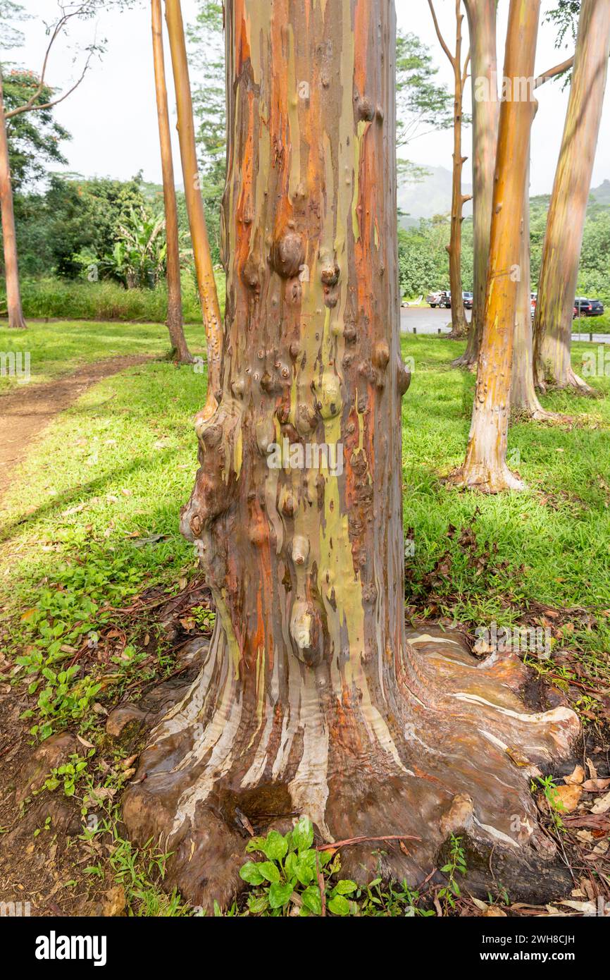 Arbre d'eucalyptus arc-en-ciel à Keahua Arboretum près de Kapa'a, Kauai, Hawaii. Rainbow Eucalyptus est un arbre de l'espèce Eucalyptus deglupta avec frappant Banque D'Images