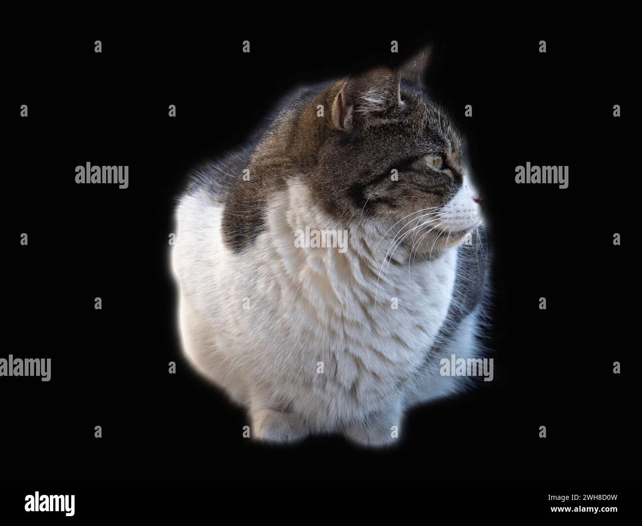 Chat errant regardant latéralement et avec fond noir Banque D'Images