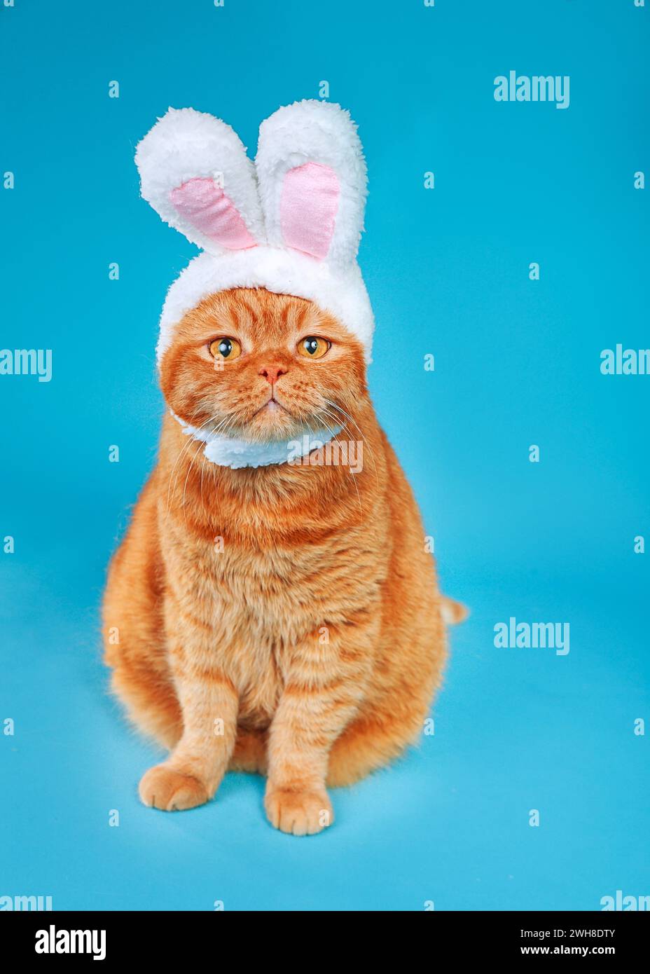 Drôle de chat de gingembre britannique est assis portant un chapeau mignon avec des oreilles de lapin sur fond bleu de studio. Lapin de Pâques Banque D'Images