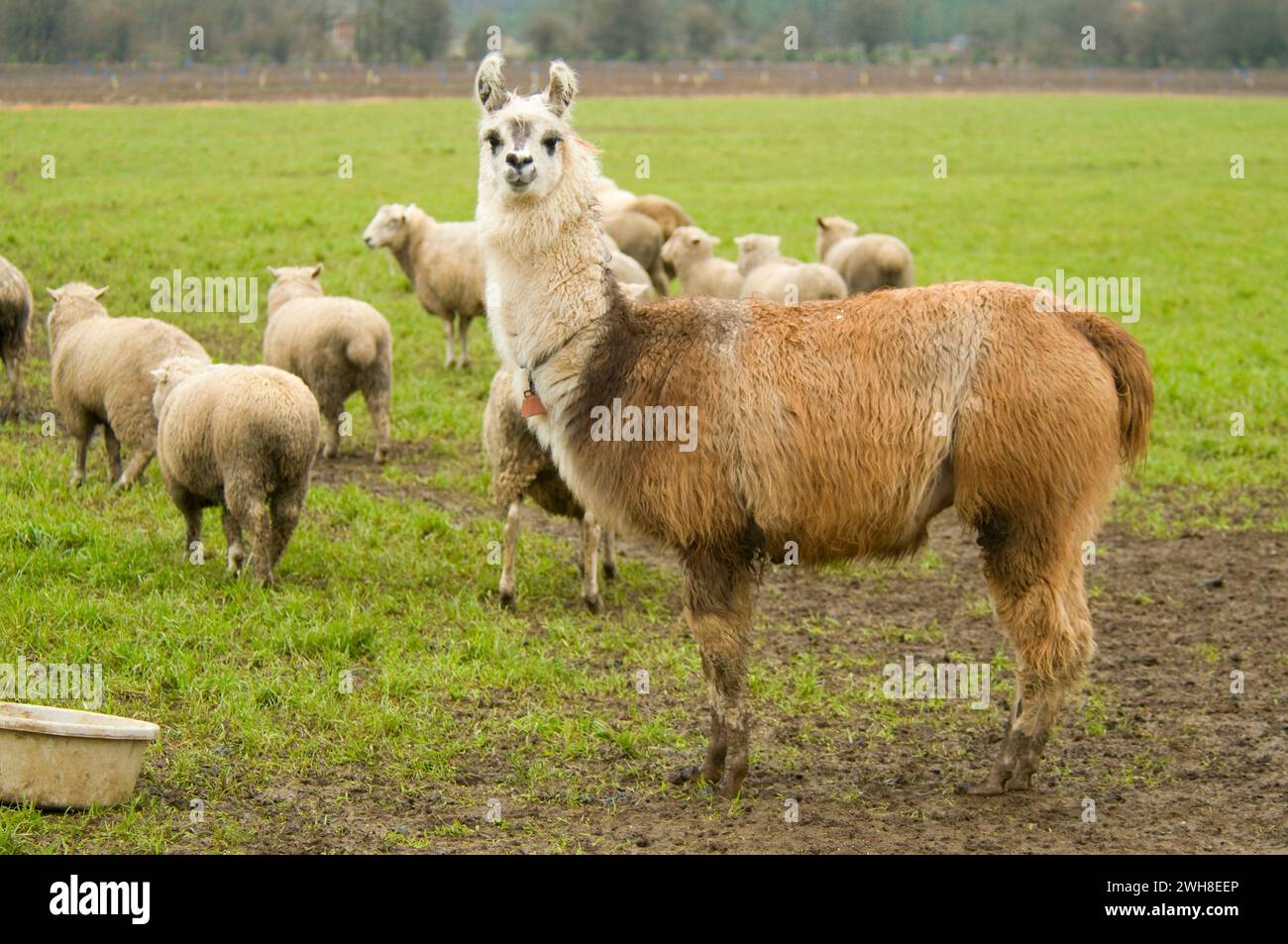 Lama gardant des moutons, comté de Linn, Oregon Banque D'Images