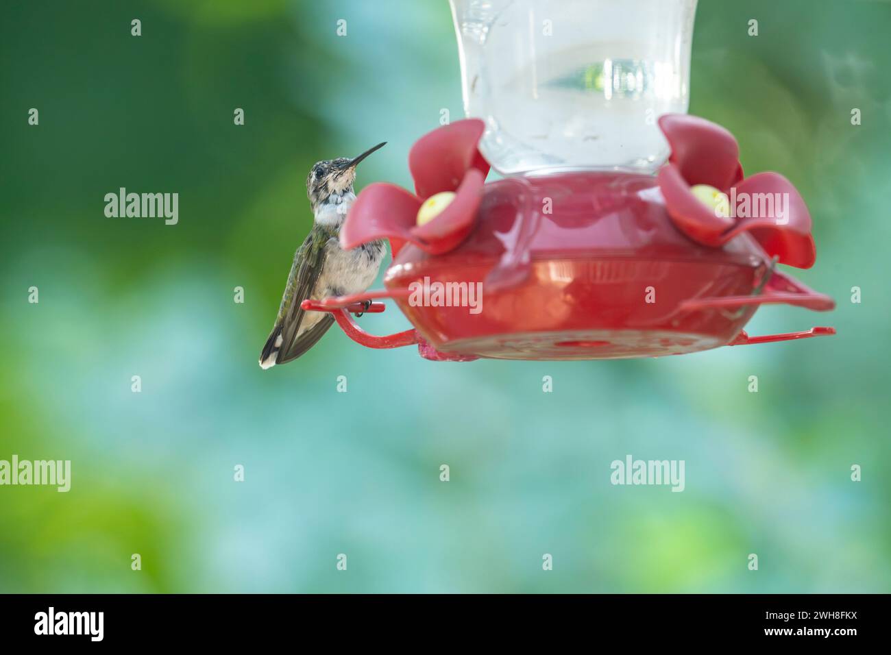 Femelle à gorge rubis, colibri, Archilochus colubris, à la mangeoire des oiseaux Banque D'Images