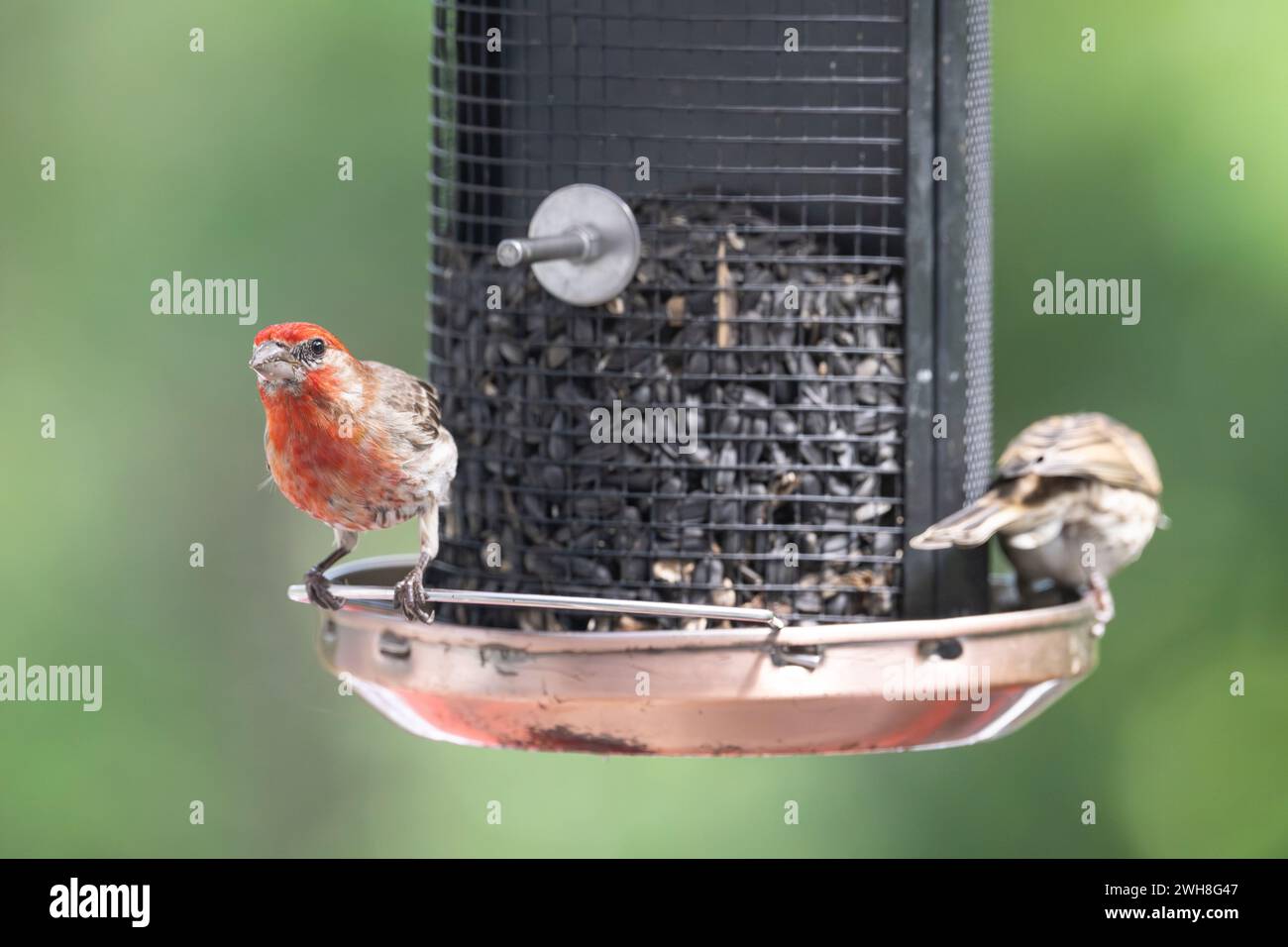 Finch domestique mâle, Haemorhous mexicanus, sur mangeoire Banque D'Images