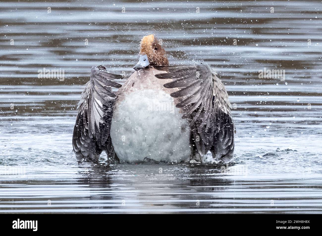 Wigeon, réserve naturelle de Blashford Lakes, Hampshire, Royaume-Uni Banque D'Images