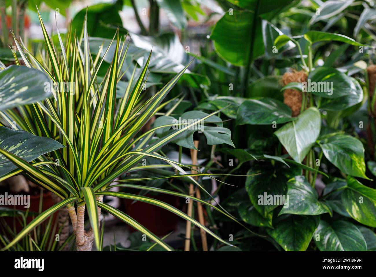 Pflanzen- und BlumenImpresonen Pflanzen- und BlumenImpresonen am 02.02.2024 in Düsseldorf. Dieses Foto zeigt eine blühende Sammlung Beliebter Zimmerpflanzen, die einen lebendigen und grünen Dschungel im Haus bilden. DAS Bild zeigt ikonische Arten wie die unverwüstliche Schlangenpflanze, die pflegeleichte ZZ-Pflanze, den bunten Philodendron, die ikonische Monstera deliciosa mit ihren gespaltenen Blättern und die elegante Fiddle Leaf Fig. Die unterschiedlichen Texturen, Formen und Größen des Laubes schaffen eine visuell interessante Komposition und machen dieses Bild zu einer perfekten Illus Banque D'Images