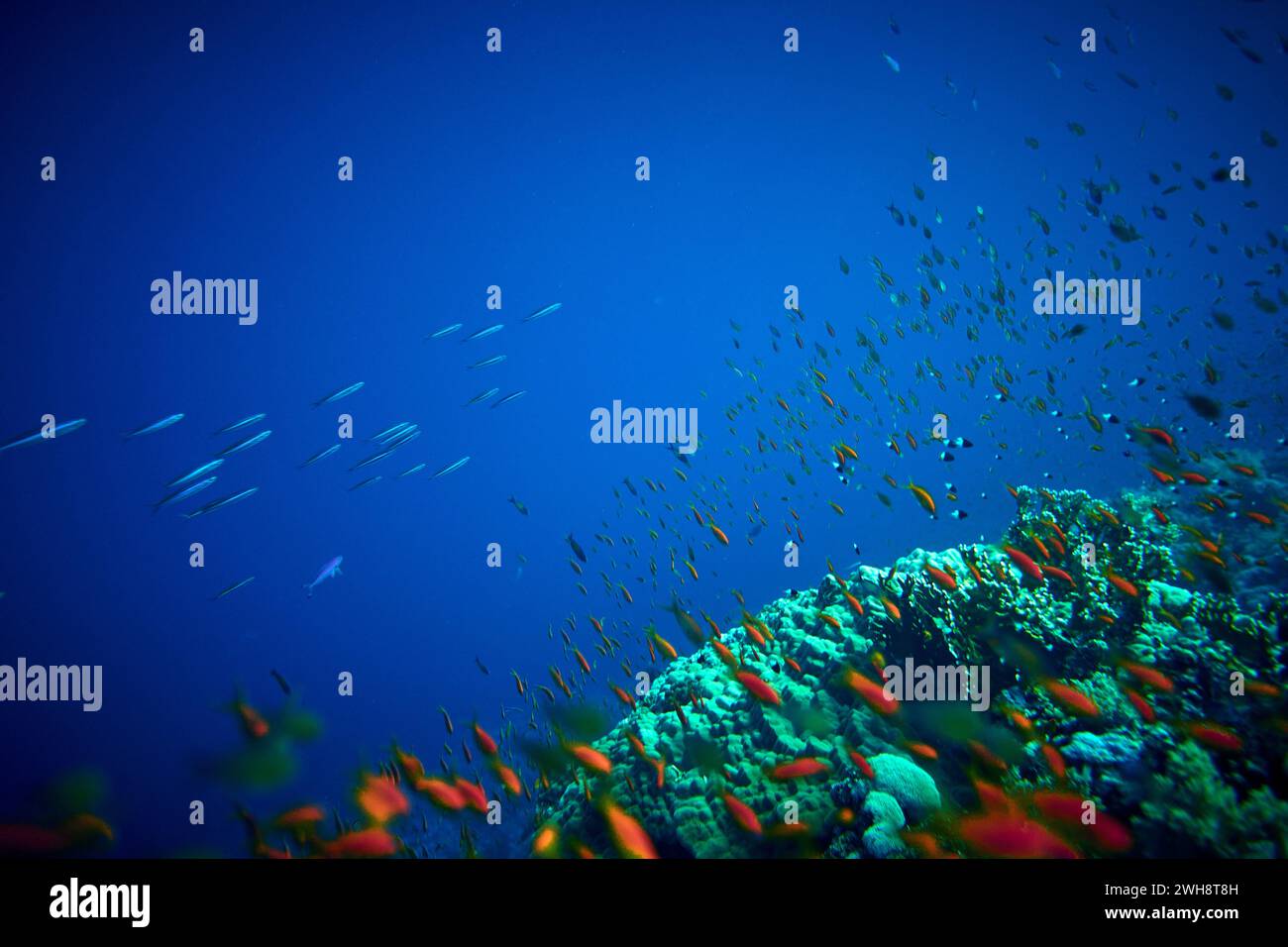 La beauté du monde sous-marin - Pseudanthias squamipinnis - goldies de mer - belle, étonnante richesse de la vie sous-marine - grands et petits poissons - s. Banque D'Images