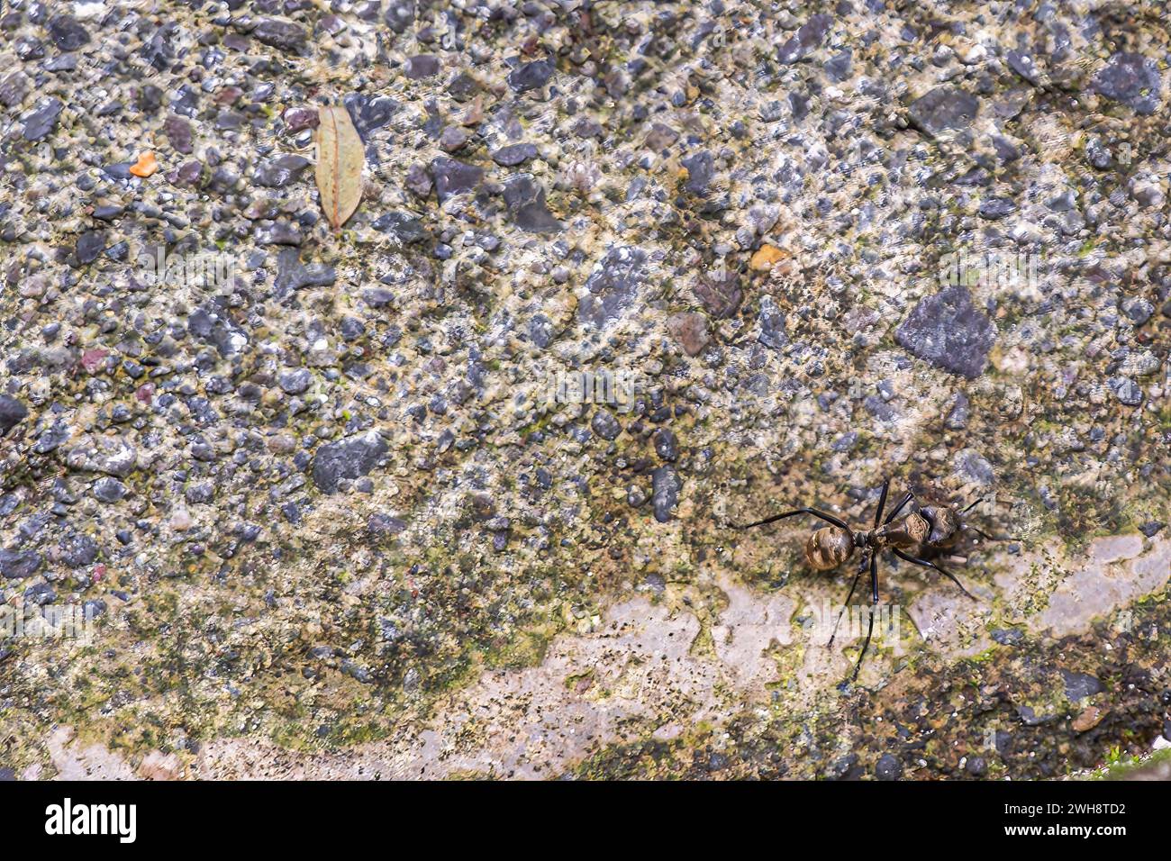 Costa Rica, Bijagual - 22 juillet 20.23 : réserve naturelle du jardin de Pura Vida. La grosse fourmi dangereuse noire a des motifs marron sur son dos et sa tête comme on le voit sur ston Banque D'Images