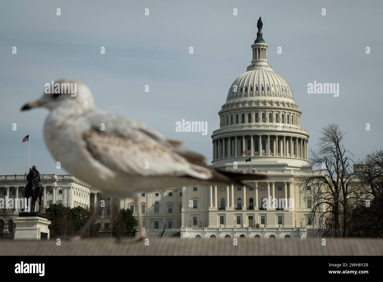 Washington, États-Unis. 08th Feb, 2024. Le bâtiment du Capitole des États-Unis est vu derrière un oiseau marchant sur une corniche, à Washington, DC, le jeudi 8 février, 2024. (Graeme Sloan/Sipa USA) crédit : Sipa USA/Alamy Live News Banque D'Images