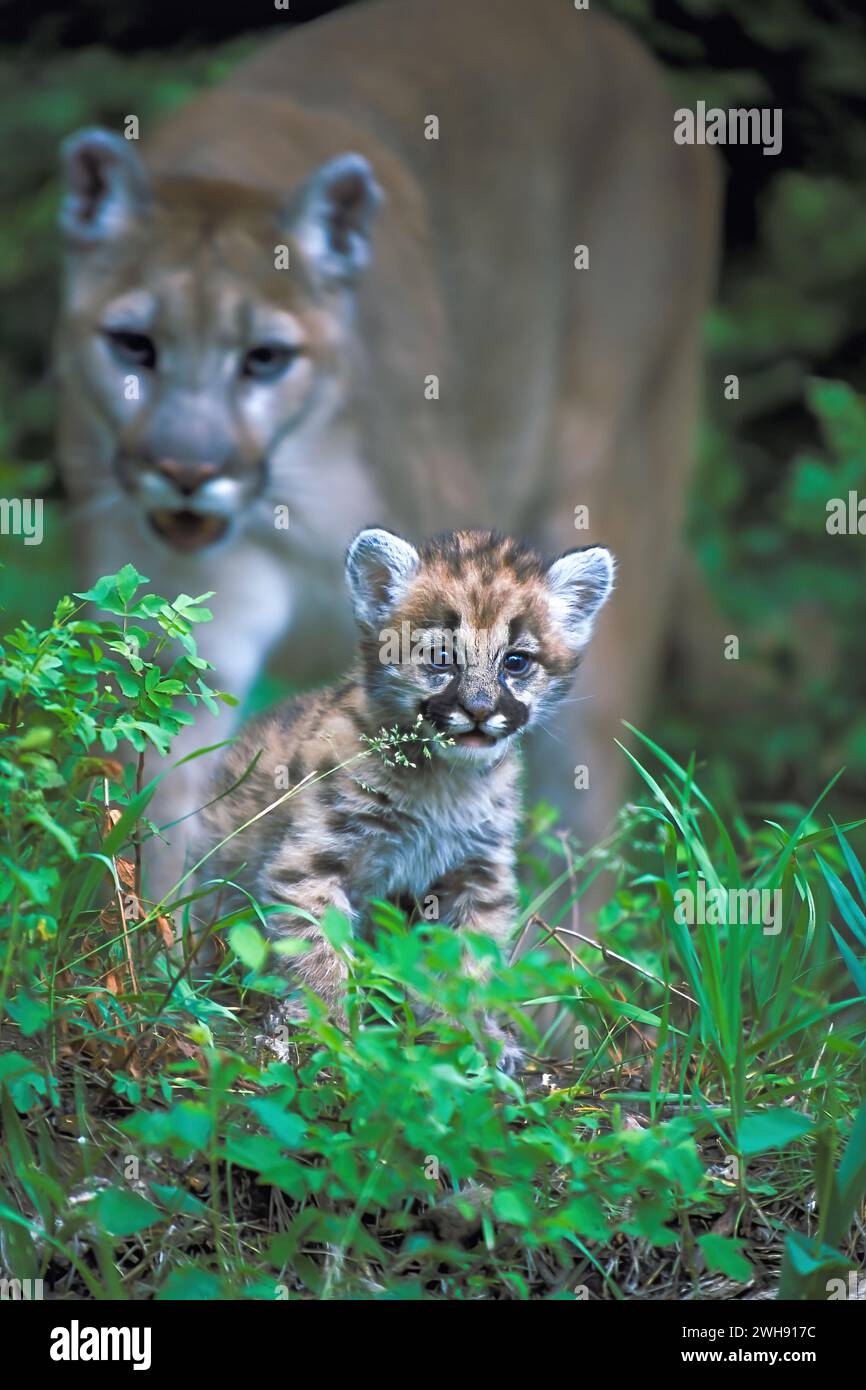 Un lion de montagne, également connu sous le nom de cougar ou puma ( Puma concolor ) petit et sa mère, montagnes Rocheuses, Montana, États-Unis Banque D'Images