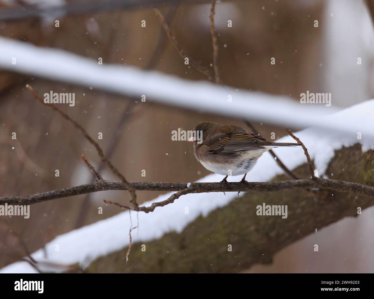 Junco aux yeux foncés perché sur une branche en hiver avec de la neige en arrière-plan Banque D'Images