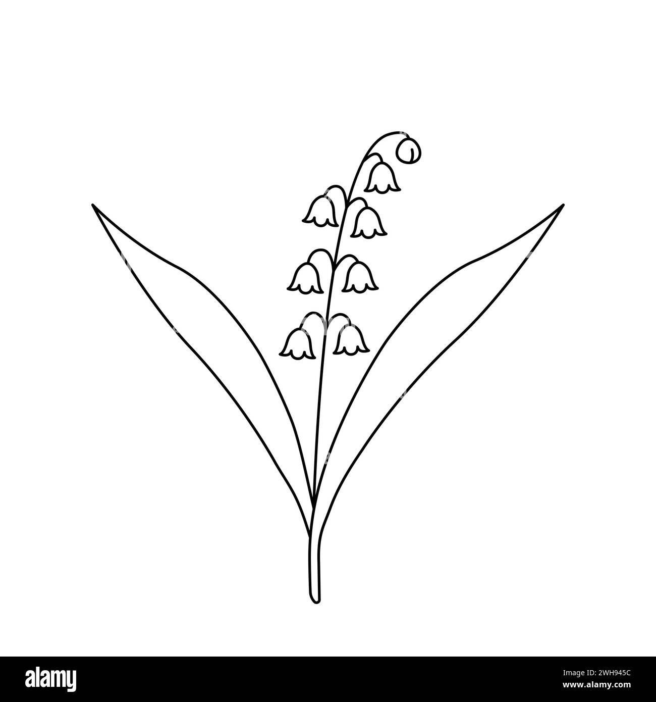 Lily de la vallée. Plante à fleurs forestières. Icône d'esquisse dessinée à la main de fleur de printemps. Illustration vectorielle isolée dans le style de ligne doodle. Illustration de Vecteur