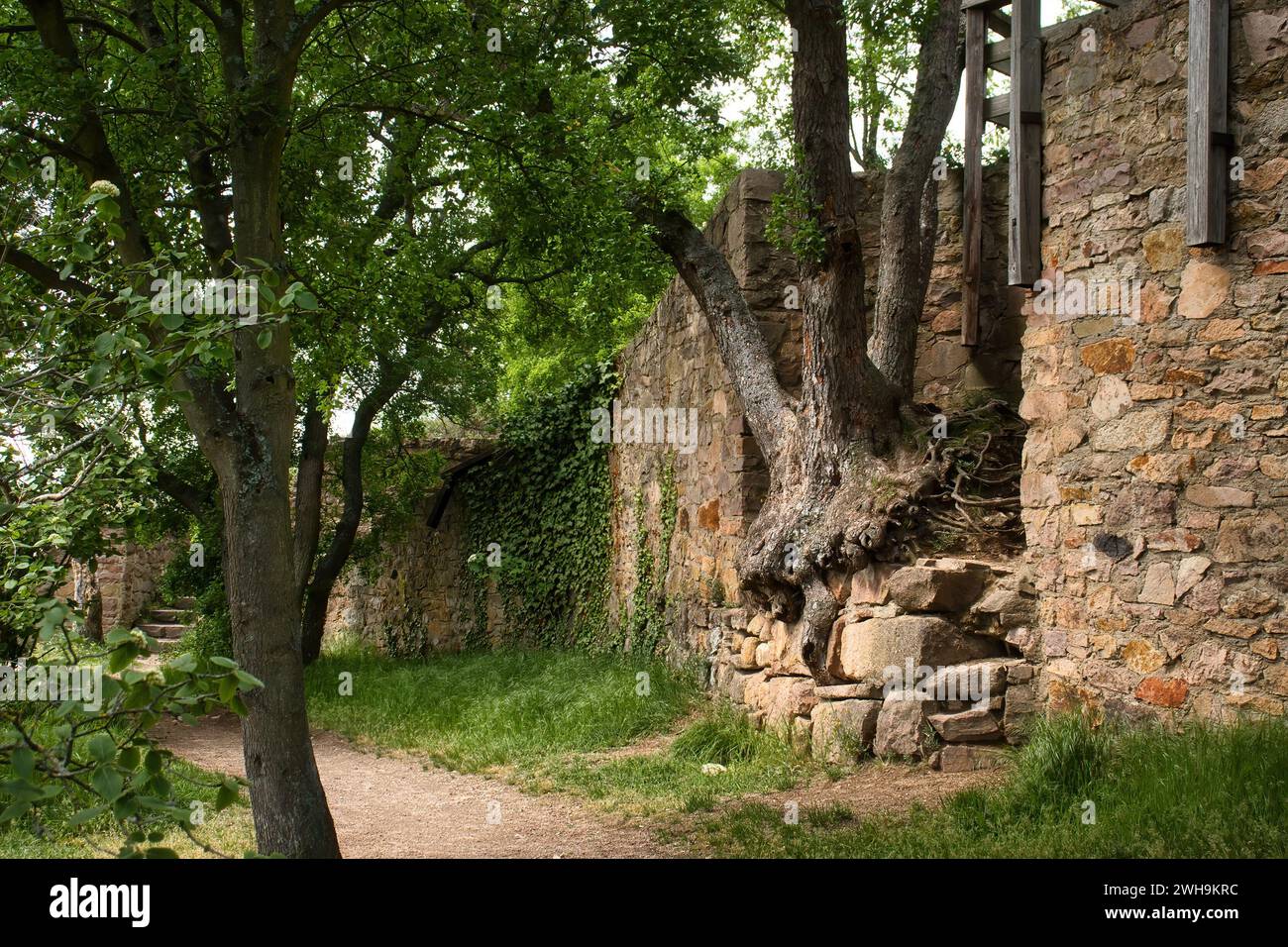 Arbre poussant hors du mur autour des ruines du château inm Rhénanie Palatinat, Allemagne un jour de printemps. Banque D'Images