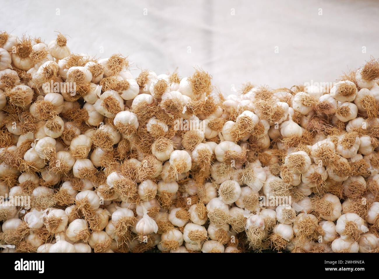 Texture de poil d'ail blanc. Ail frais sur la table du marché Banque D'Images