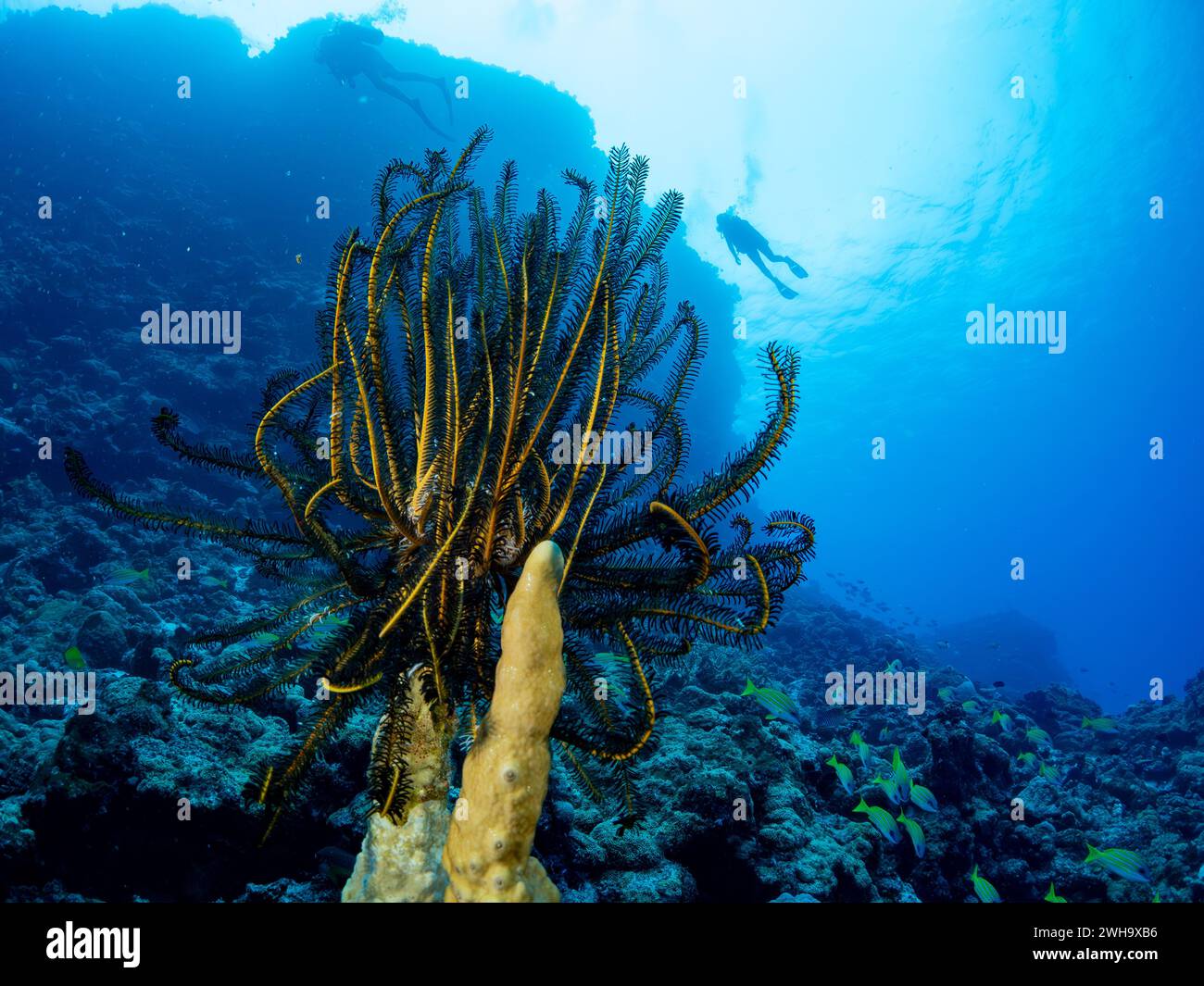 Un crinoïde ou une étoile de plumes sous l'eau pendant la plongée au large de l'île de Mare en Nouvelle-Calédonie Banque D'Images