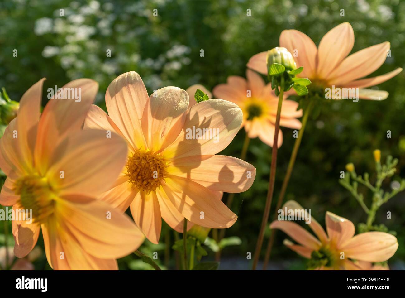 dahlia couleur saumon fleurissant dans le jardin Banque D'Images