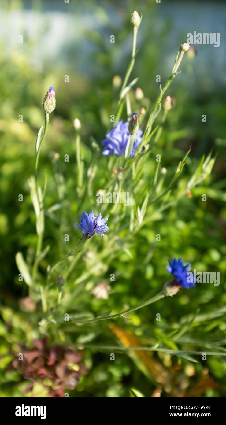 Centaurea cyanus, communément connu sous le nom de bleuet bouton ou un baccalauréat Banque D'Images