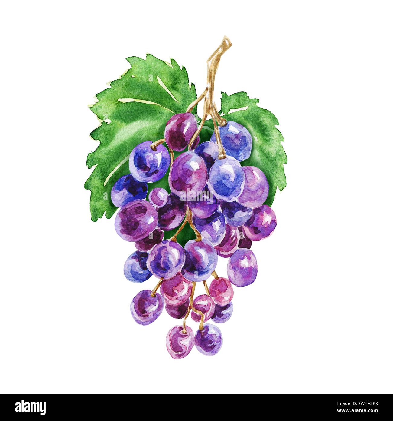 Composition de raisins à l'aquarelle dessinée à la main, délicieux fruits verts et bleus violets isolés sur fond blanc. Illustration réaliste de la nourriture. Banque D'Images