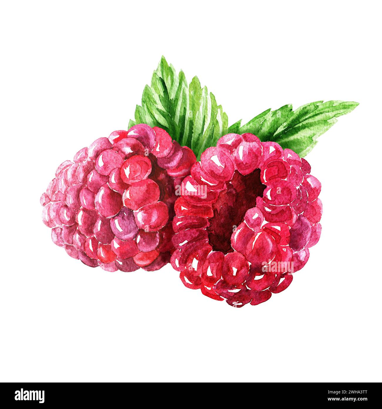 Composition de framboise à l'aquarelle dessinée à la main avec des feuilles vertes, art alimentaire délicieux isolé sur fond blanc. Banque D'Images