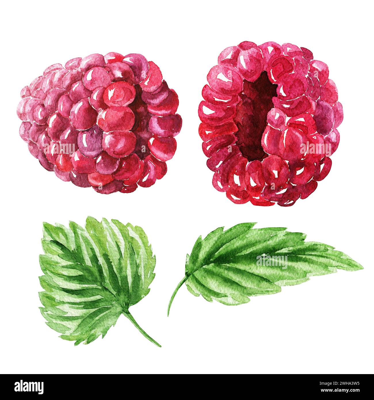 Ensemble de framboises à l'aquarelle dessinée à la main avec des feuilles vertes, art alimentaire délicieux isolé sur fond blanc. Banque D'Images