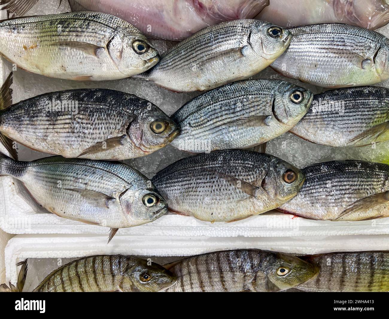Gros plan de poisson cru frais dans la glace sur le comptoir d'un marché aux poissons Banque D'Images