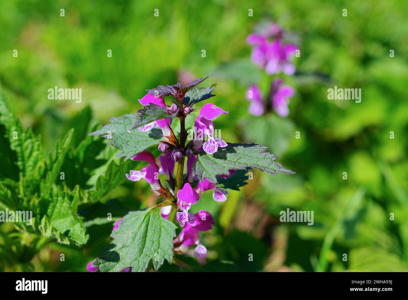 L'ortie dorée tachetée fleurit au printemps, Lamium maculatum Banque D'Images