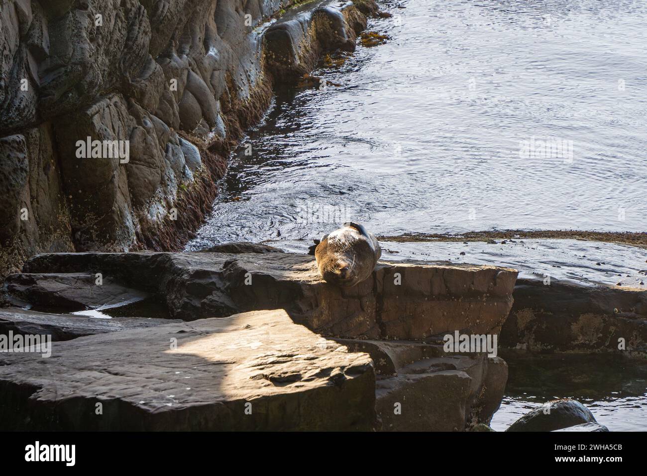 Bains de soleil aux otaries à fourrure australiennes sur Kangaroo Island, Australie méridionale Banque D'Images