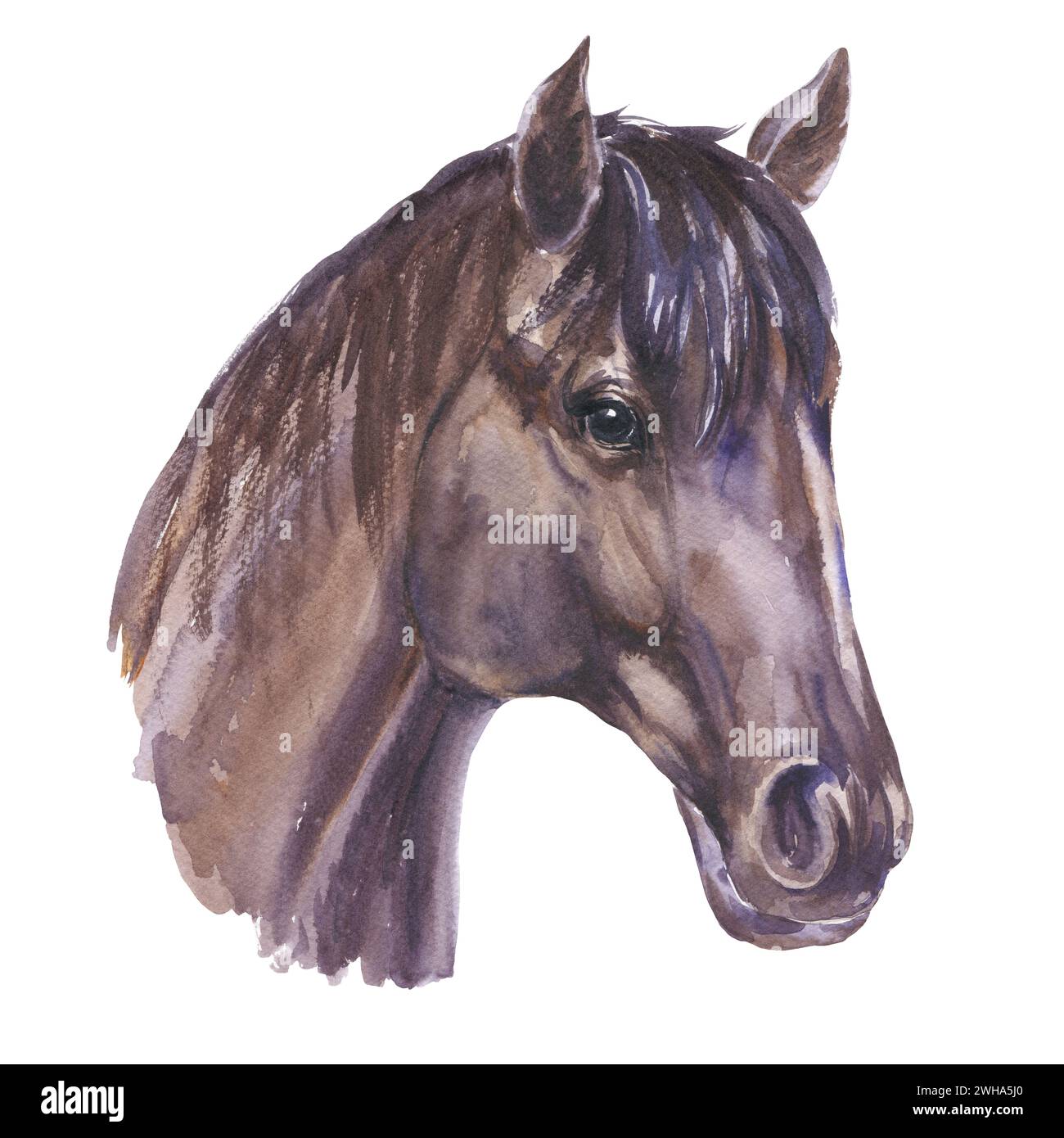 Portrait de cheval noir isolé sur fond transparent. Illustration aquarelle. Banque D'Images