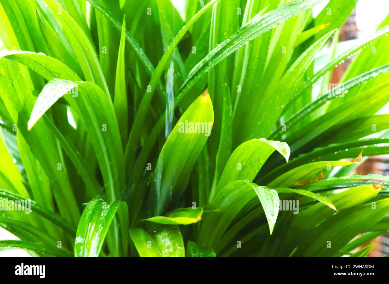Feuilles épaisses de pandan sous les gouttes de pluie Banque D'Images