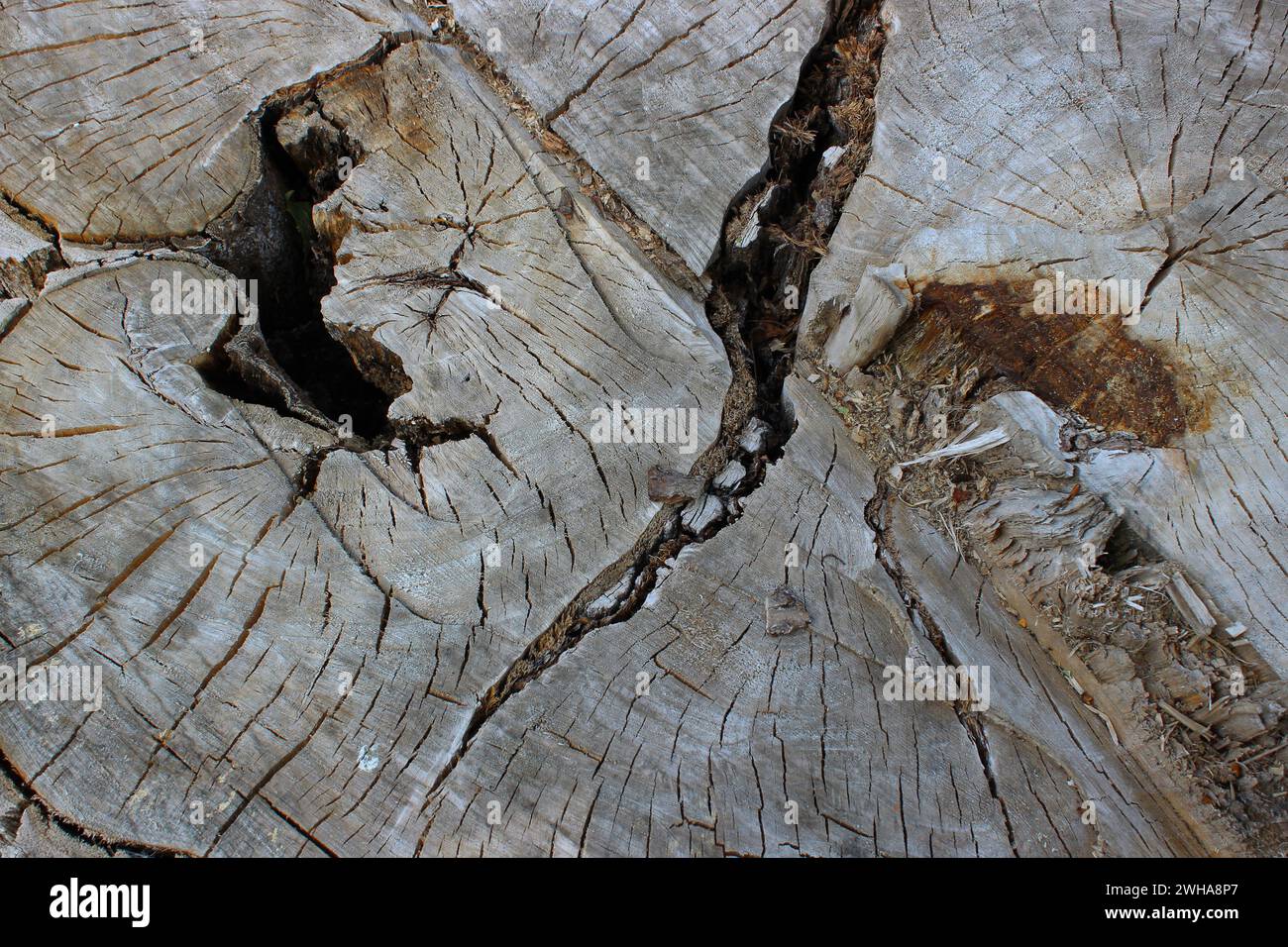 Motif de fissures et de trous sur une surface de bois vieilli Banque D'Images