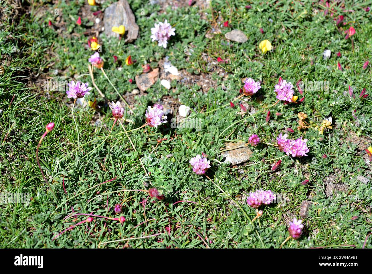 Armeria splendens est une plante vivace endémique au parc national de la Sierra Nevada, province de Grenade, Andalousie, Espagne. Banque D'Images