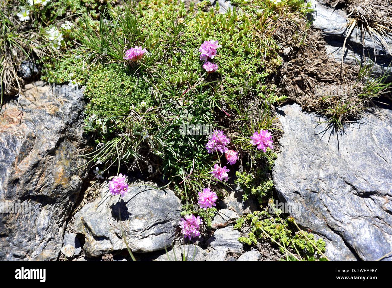 Armeria splendens est une plante vivace endémique au parc national de la Sierra Nevada, province de Grenade, Andalousie, Espagne. Banque D'Images