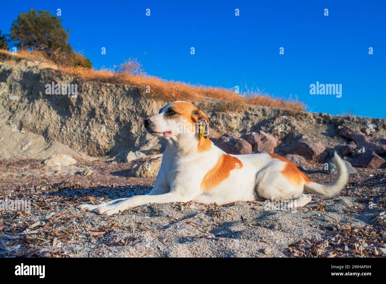 Un chien fidèle regarde au loin sur le rivage côtier, incarnant la compagnie et la contemplation au bord de la vaste mer. Banque D'Images