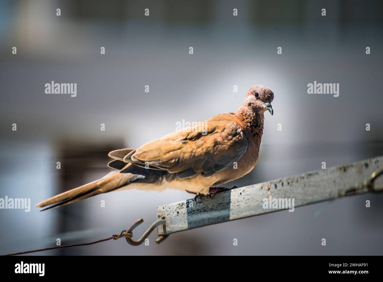 Un moment serein capturé dans le paysage urbain alors qu'un pigeon se perche gracieusement sur une corde sous le ciel clair et ensoleillé Banque D'Images Un moment serein capturé dans le paysage urbain alors qu'un pigeon se perche gracieusement sur une corde sous le ciel clair et ensoleillé Banque D'Images