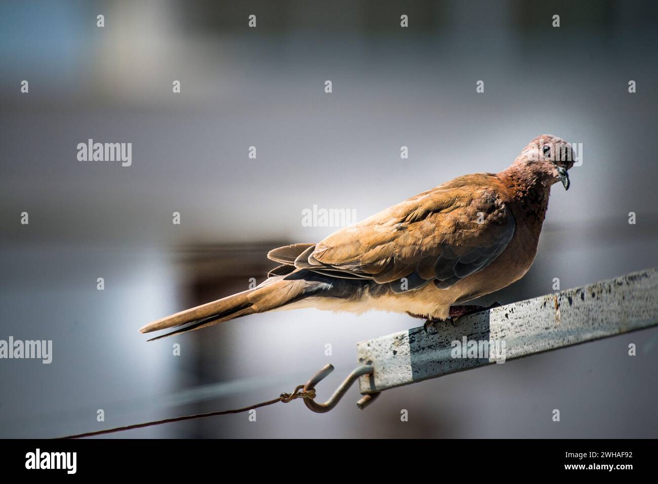 Un moment serein capturé dans le paysage urbain alors qu'un pigeon se perche gracieusement sur une corde sous le ciel clair et ensoleillé Banque D'Images Un moment serein capturé dans le paysage urbain alors qu'un pigeon se perche gracieusement sur une corde sous le ciel clair et ensoleillé Banque D'Images