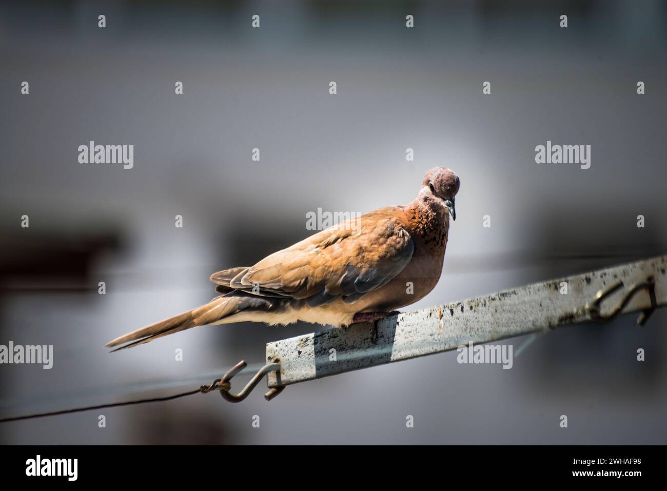 Un moment serein capturé dans le paysage urbain alors qu'un pigeon se perche gracieusement sur une corde sous le ciel clair et ensoleillé Banque D'Images Un moment serein capturé dans le paysage urbain alors qu'un pigeon se perche gracieusement sur une corde sous le ciel clair et ensoleillé Banque D'Images