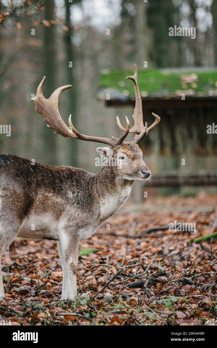 Wildpark in Düsseldorf Impressionen aus dem Wildpark mit Hirschen und Rehen am 30.12.23 in Düsseldorf. * Impressions du parc de cerfs avec des cerfs et des chevreuils le 30 décembre 2023 à Duesseldorf. Düsseldorf Rhénanie-du-Nord-Westphalie Allemagne Copyright : xPieroxNigrox Banque D'Images