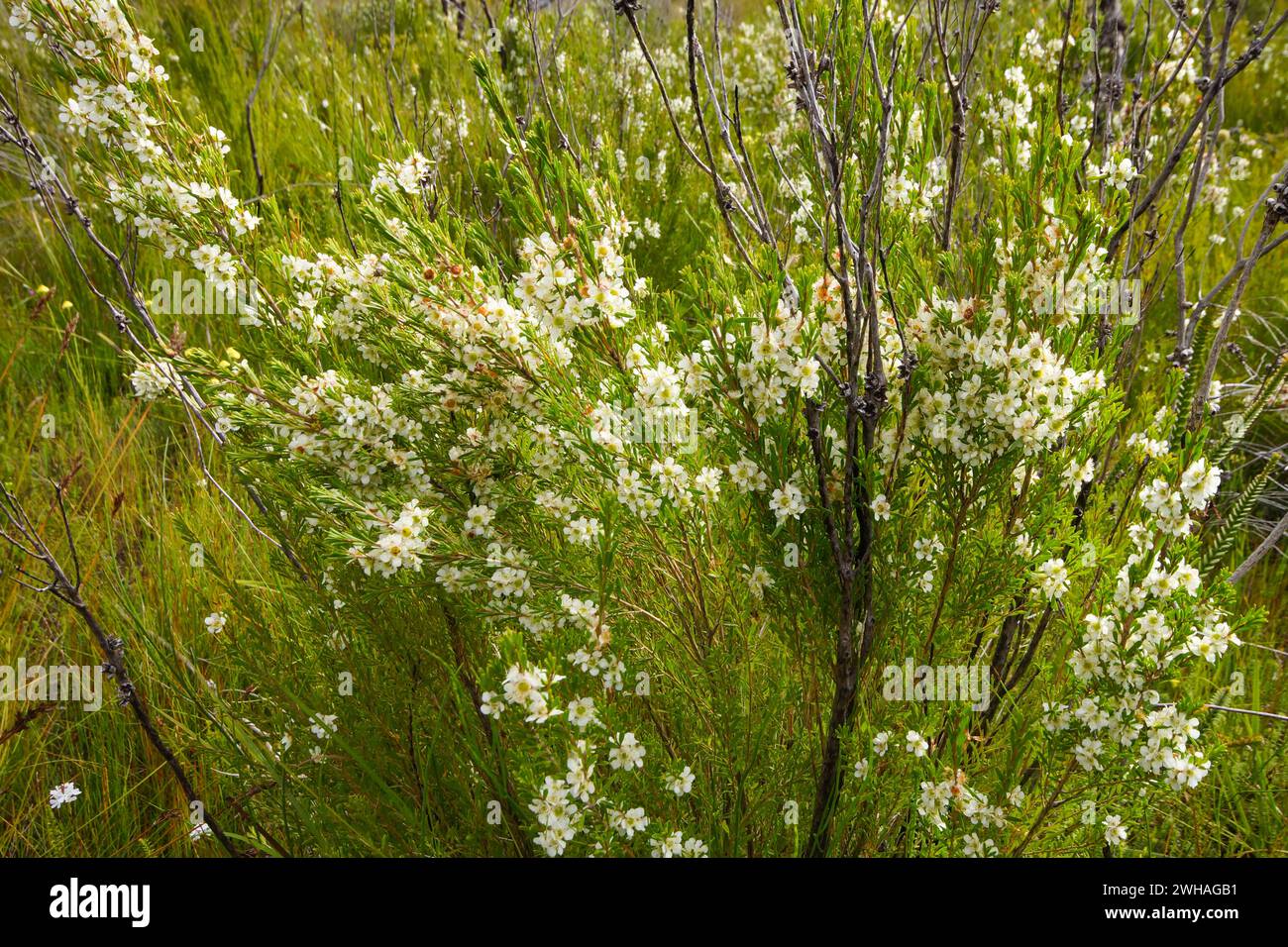 Arbre à thé (Leptospermum scoparium), arbuste à fleurs blanches de la famille des myrtes, habitat naturel en Australie occidentale Banque D'Images
