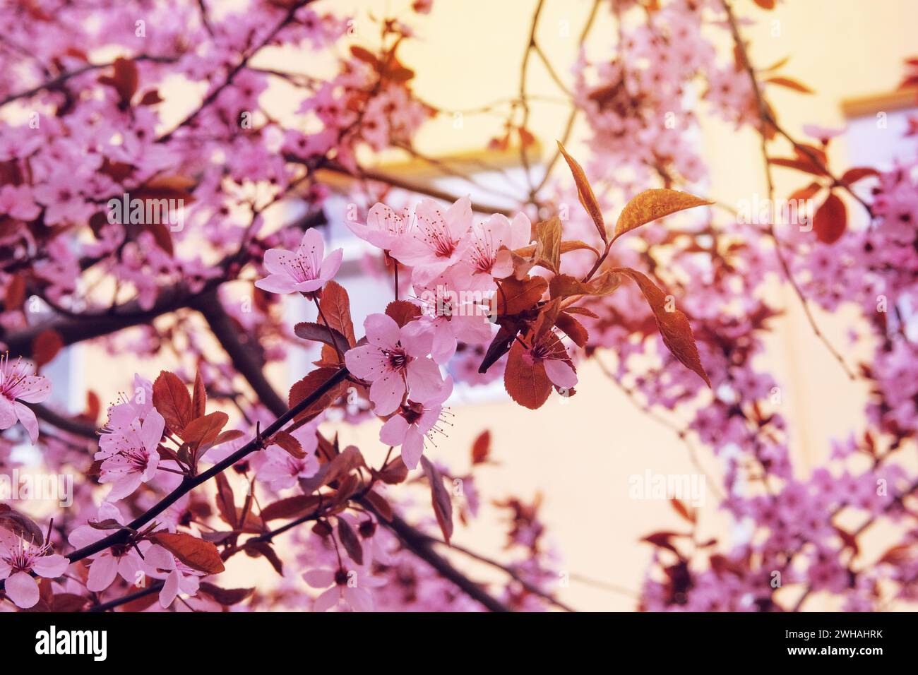 Fleurs d'abricot fleurissant avec des pétales blancs brillants. Printemps arrière-plan flou de la nature. Couleur rose. Aménagement paysager et décoration au printemps. Banque D'Images