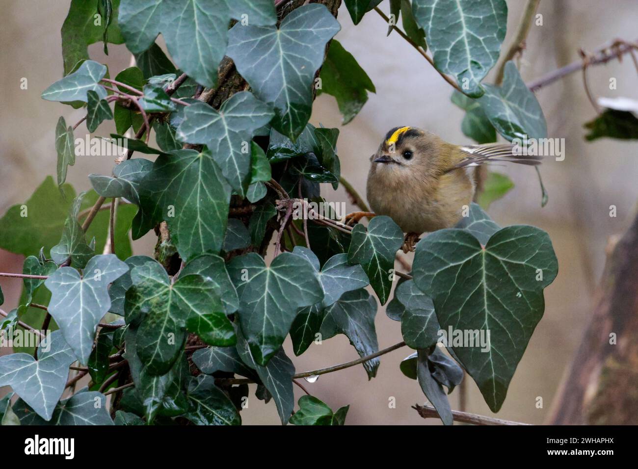 Goldcrest regulus x2, crête jaune oiseau femelle bordée de noir vert terne au-dessus du buff blanchâtre sous les doubles barres d'aile blanches chassant en lierre Banque D'Images