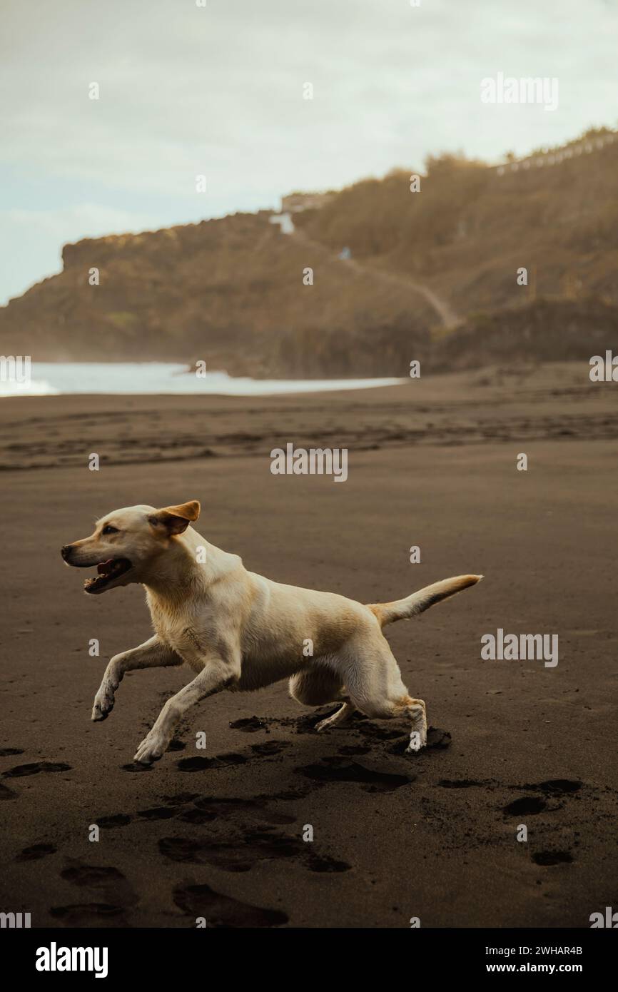 Labrador retriever chien profitant du sable sur une plage à Tenerife Banque D'Images