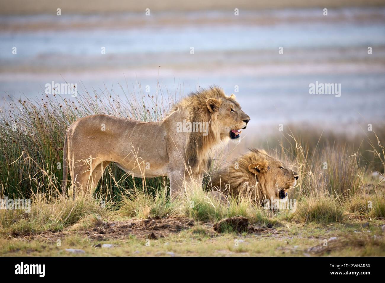 Deux lions mâles patrouillant leur territoire, Parc National d'Etosha, Namibie, Afrique Banque D'Images