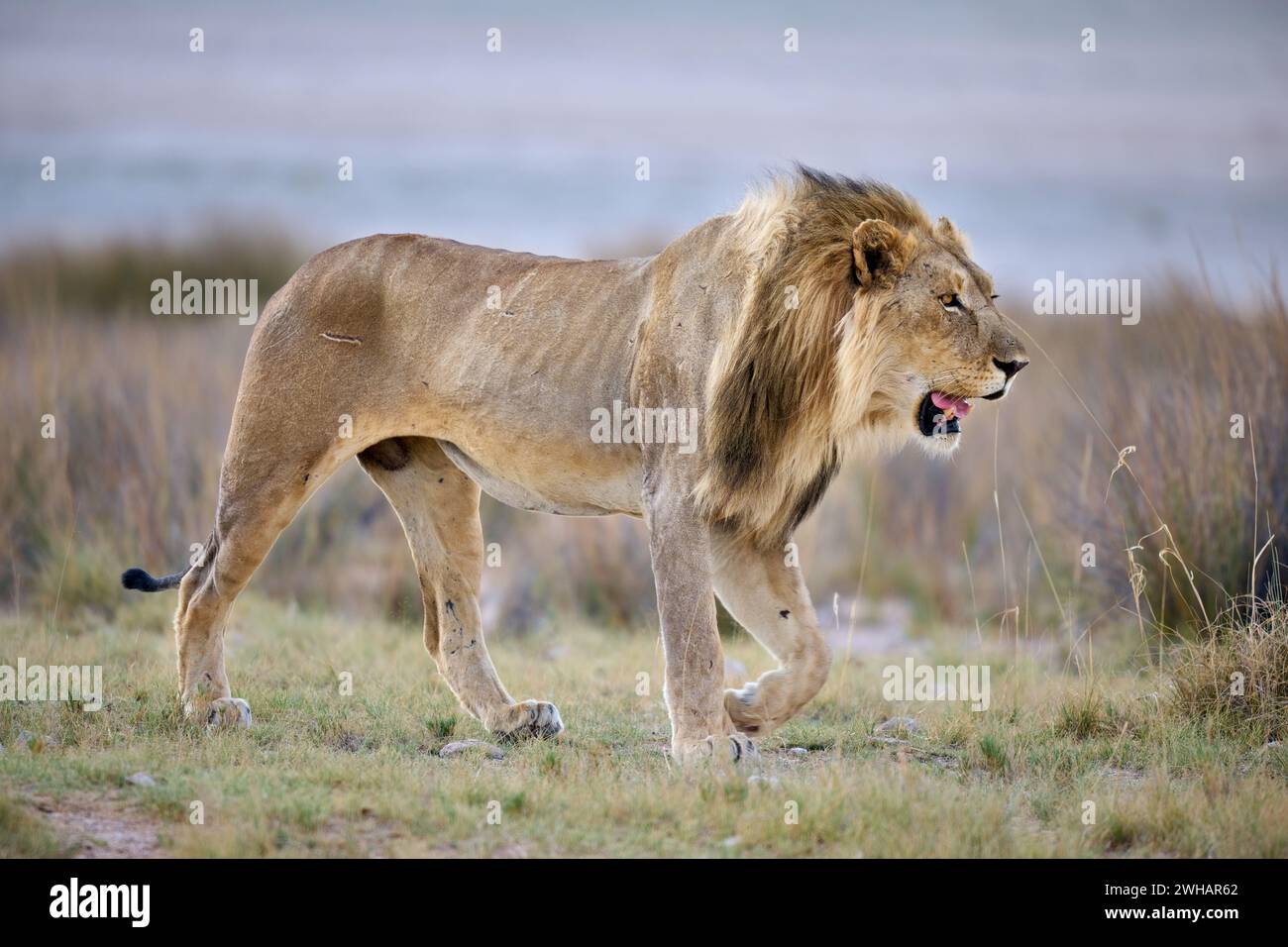 Lion mâle patrouillant son territoire, Parc National d'Etosha, Namibie, Afrique Banque D'Images